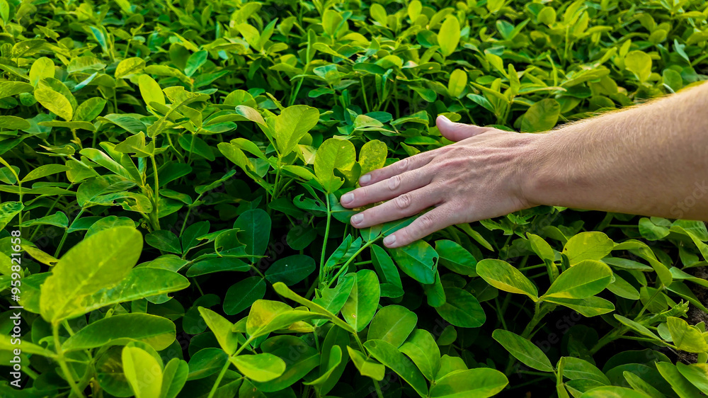 A Caucasian hand gently touching vibrant green plants in a field, symbolizing Earth Day and environmental conservation A Caucasian hand gently touching vibrant green plants in a field, symbolizing Earth Day and environmental conservation