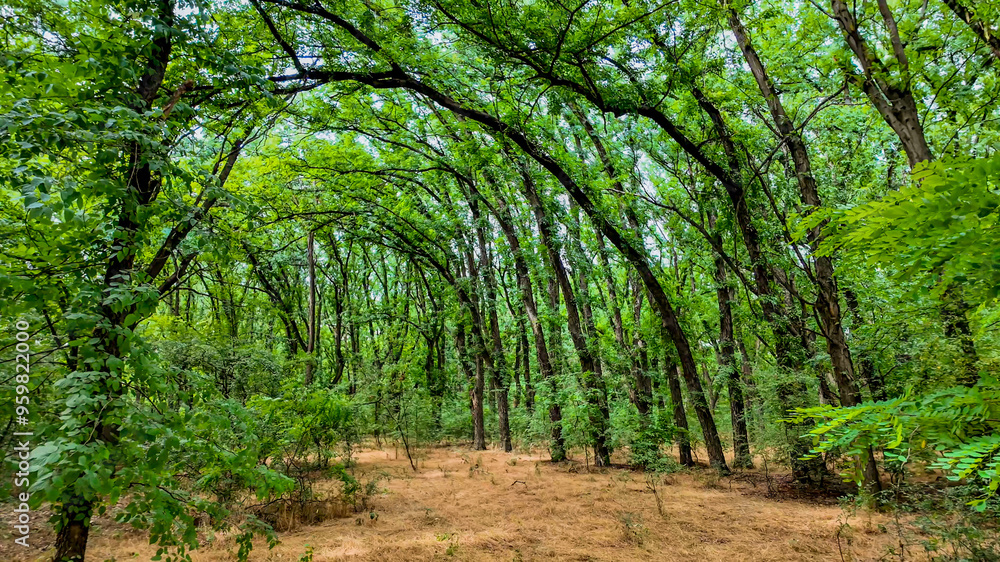 Lush green forest with arched trees in spring signifies the importance of nature preservation and Earth Day celebrations Lush green forest with arched trees in spring signifies the importance of nature preservation and Earth Day celebrations