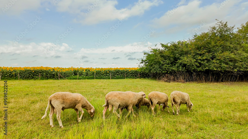Fototapeta premium Four sheep grazing on a lush green meadow under a partly cloudy sky, symbolizing agricultural livelihood and rural tranquility
