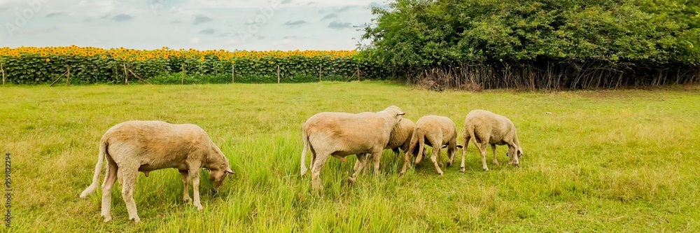 Grazing sheep in a lush green field with a backdrop of blooming sunflowers, symbolizing rural life and agricultural harmony Grazing sheep in a lush green field with a backdrop of blooming sunflowers, symbolizing rural life and agricultural harmony