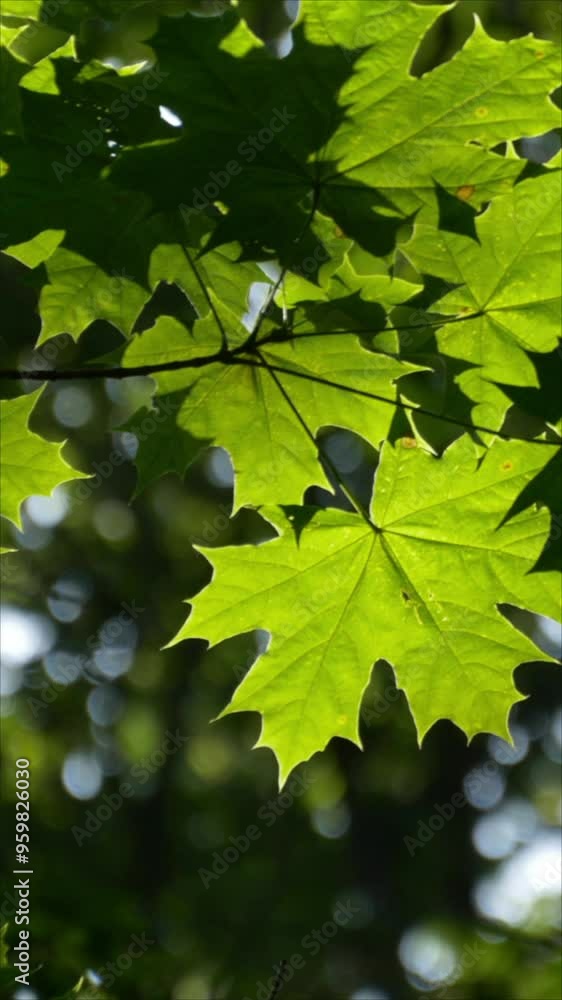 Sunshine Shines Through Vibrant Green Maple Leaves. Vertical.
Sunshine Shines Through Vibrant Green Maple Leaves. Vertical.