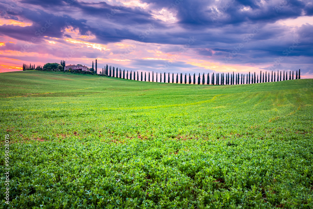 Tuscany, Italy. Morning colored sky, typical Tuscan landscape in countryside, cypress trees.