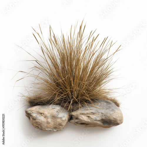 Tussock Isolated