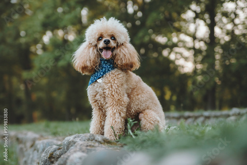 beautiful portraits of a cheerful poodle in nature