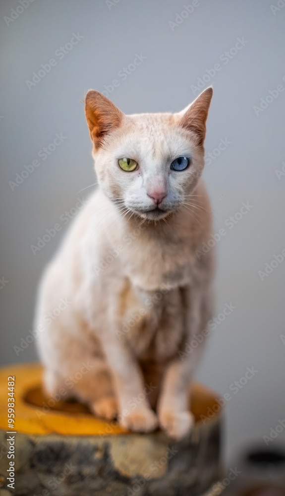 gato gato branco gato branco encima do banco gato gato branco gato branco encima do banco