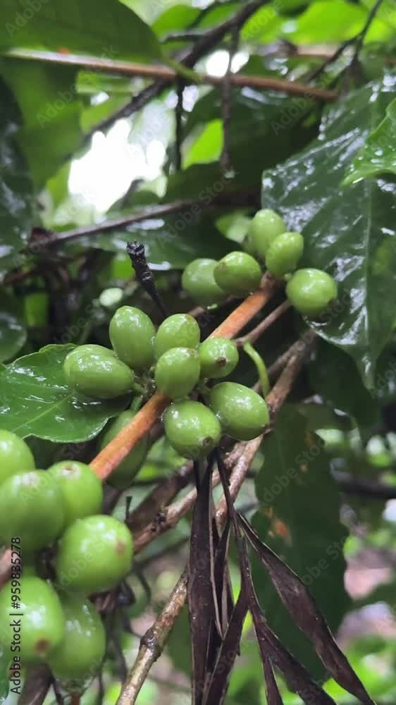 Slow motion of a branch moving and water falling on coffee beans on a rainy day. Slow motion of a branch moving and water falling on coffee beans on a rainy day.