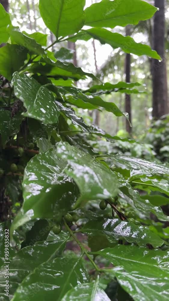Slow motion video of droplets falling from leaves of coffee bean plants.
Slow motion video of droplets falling from leaves of coffee bean plants.