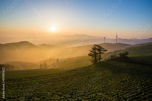 Sunrise view of cabbage field on Hill of Wind at Maebongsan Mountainwith with the background of foggy mountain ridges near Taebaek-si, South Korea  photo