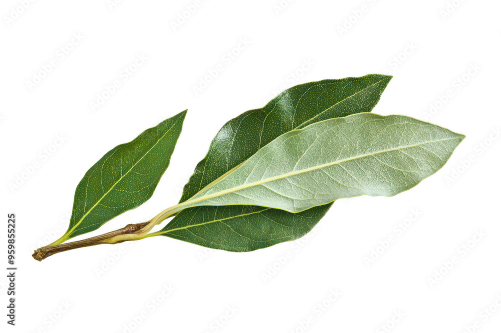 Obraz premium Bay leaf spice on transparent background