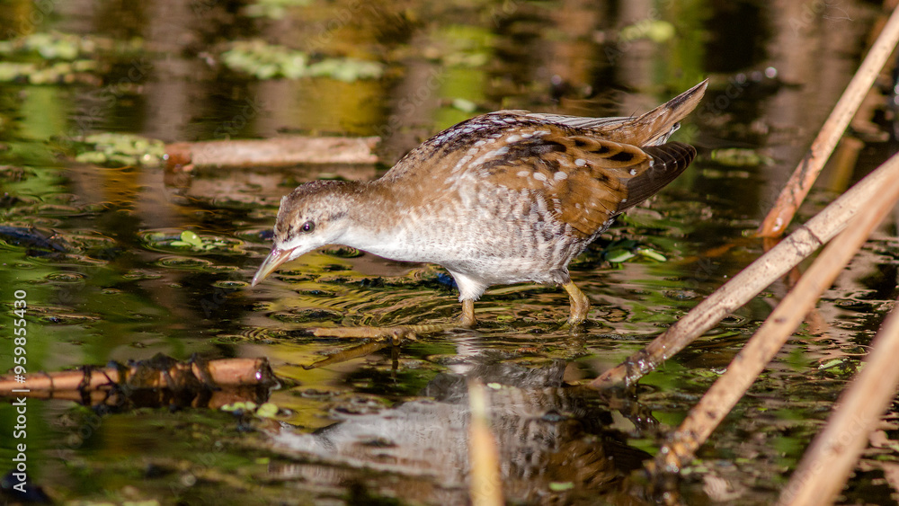 Fototapeta premium heron in the water
