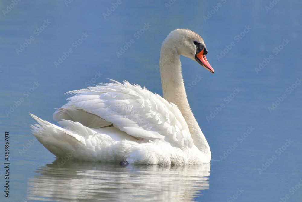 closeup swan detailed in a lake during summer closeup swan detailed in a lake during summer
