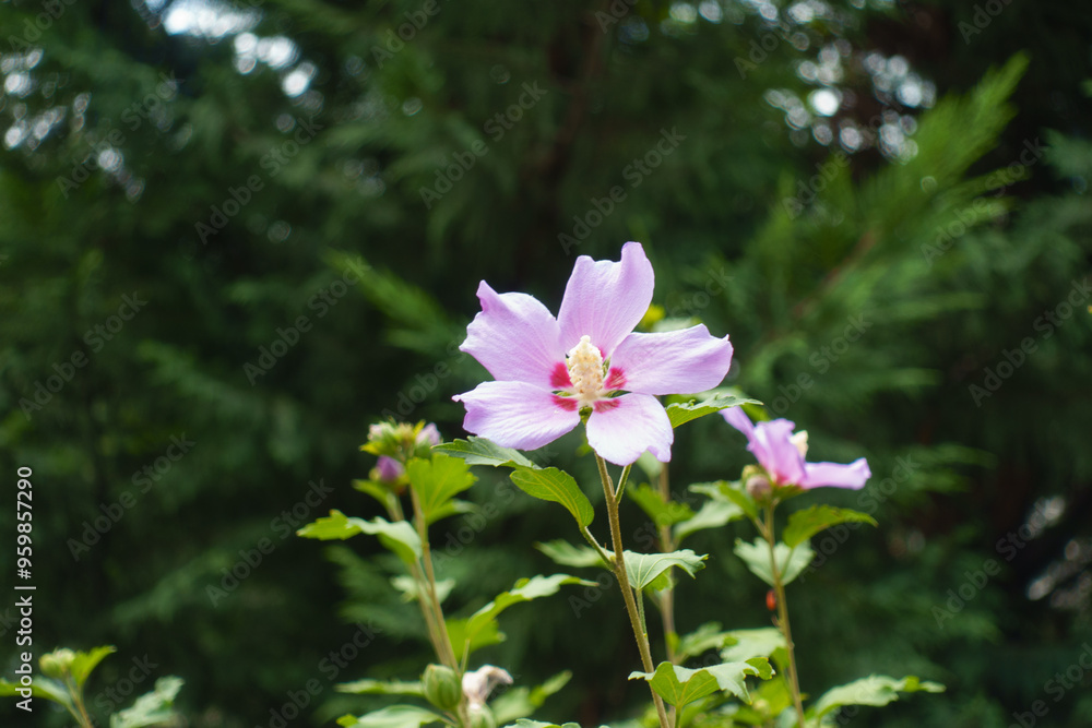 Shoots of Hibiscus syriacus with pink flowers in mid August Shoots of Hibiscus syriacus with pink flowers in mid August