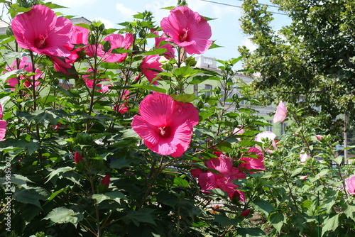 Branches of Hibiscus moscheutos with showy pink flowers in July photo