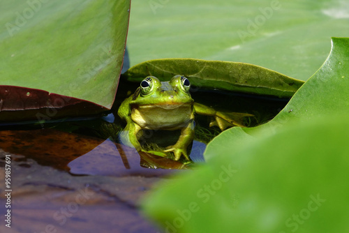 A Seoul Pond Frog(Pelophylax chosenicus) is on pond besides water lily leaves at Gwangokji Reservoir near Siheung-si, South Korea  photo