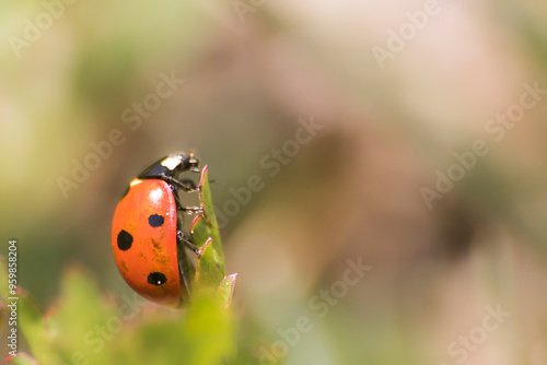 a ladybug in the garden colorful during summer