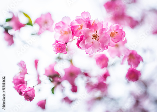 Close-up of pink flowers of Hall crab apple in spring against white background at Mireuksa Temple near Gangjin-gun, South Korea  photo