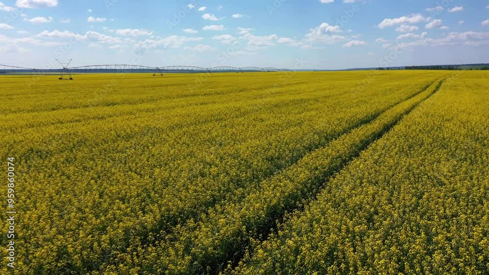 blooming rapeseed field and sprinkler machine for irrigation field, drone view blooming rapeseed field and sprinkler machine for irrigation field, drone view