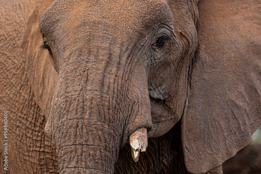 View of an elephant with a broken tusk in its natural habitat, Madikwe Game Reserve, South Africa. View of an elephant with a broken tusk in its natural habitat, Madikwe Game Reserve, South Africa.