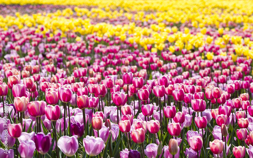 High angle view of red and pink tulips at flowerbed near Taean-gun, South Korea 