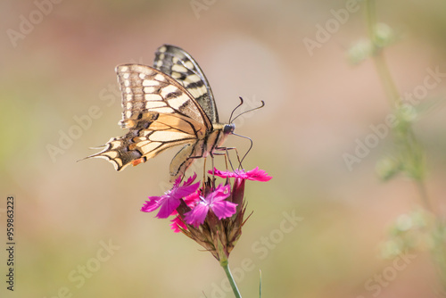 Macaone butterfly detailed on a purple flower during summer