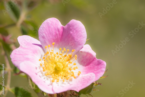 Close-Up of Pink Flower with Yellow Center in Bloom