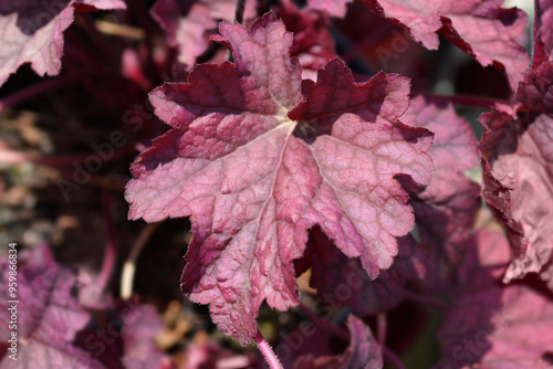 Coral Bells Berry Smoothie leaves