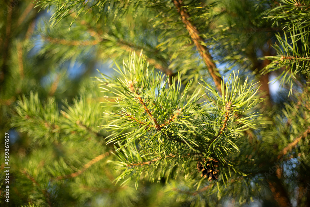A pine tree in a field. Spruce branches. Coniferous tree. A pine tree in a field. Spruce branches. Coniferous tree.