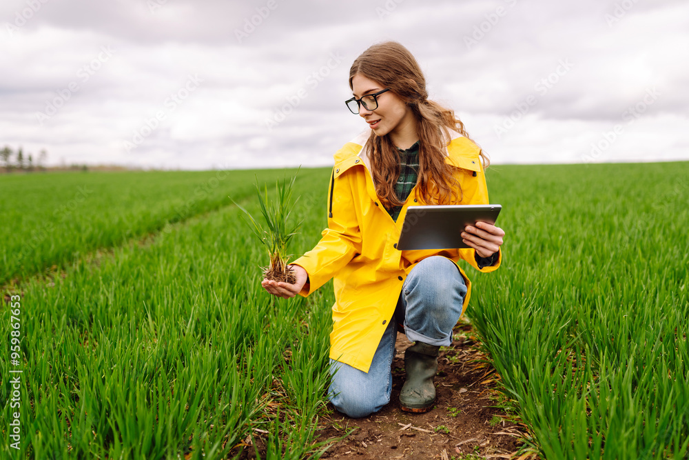 A young farmer woman in a yellow raincoat inspects a healthy plant crop in a green field while holding a tablet in her hand. Smart farm. The concept of the agricultural business A young farmer woman in a yellow raincoat inspects a healthy plant crop in a green field while holding a tablet in her hand. Smart farm. The concept of the agricultural business