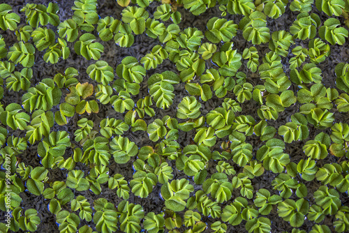 Top angle view of green leaves of Water Acacia(Aeschynomene fluitans) on water at O'sulloc Tea Museum near Seogwipo-si, Jeju-do, South Korea  photo