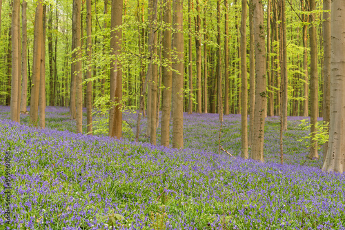 View of flowering wild hyacinths in spring within a serene forest, Hallerbos, Belgium. photo