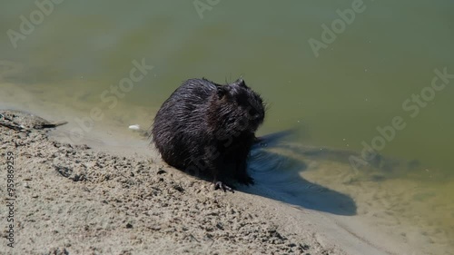 Black muskrat on the beach. Black muskrat on a sandy beach. Muskrat in the wild photo