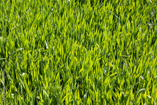 Green sprout leaves at barley field at Gapado Island in spring near Seogwipo-si, Jeju-do, South Korea  photo