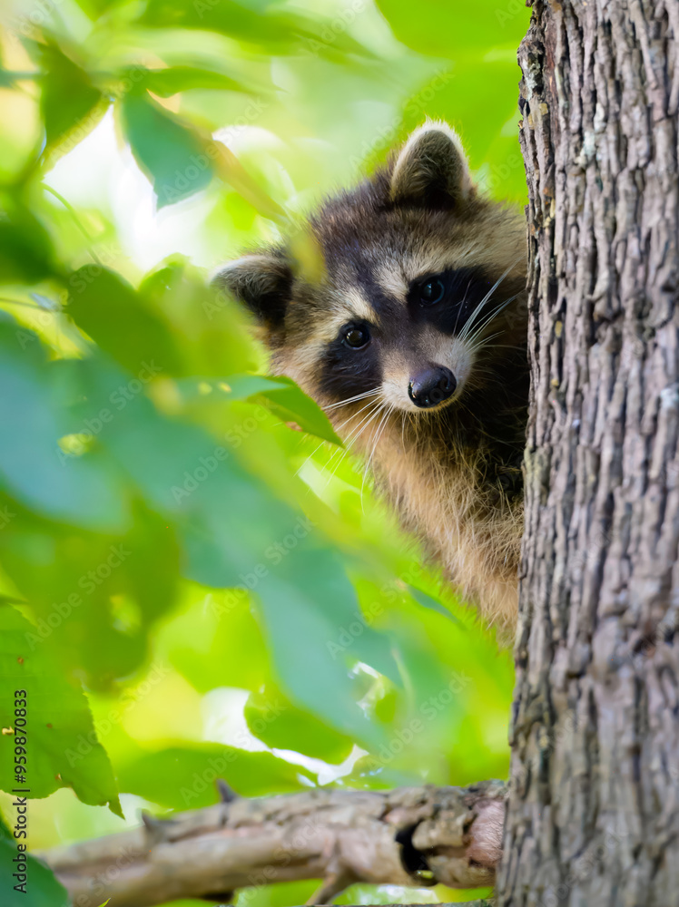 Fototapeta premium Adorable young raccoon in a tree taking a look