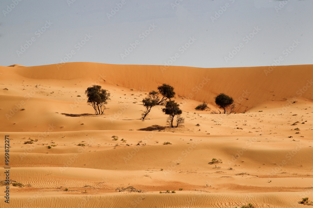 View of serene sand dunes and scattered trees in a vast desert, Dubai ...