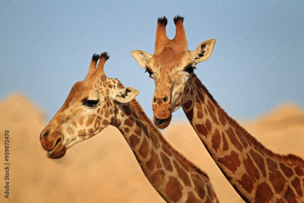 View of giraffes in a wildlife habitat at Dubai Zoo, Dubai, United Arab Emirates. View of giraffes in a wildlife habitat at Dubai Zoo, Dubai, United Arab Emirates.