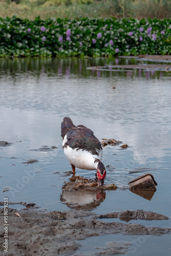 Domestic Duck drinking from lake water as water hyacinth flowers invade the lake photo