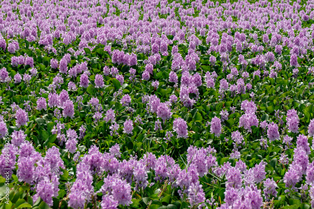 Pontederia crassipes commonly known as common water hyacinth, an aquatic plant Invading The Rishon LeZion lake Pontederia crassipes commonly known as common water hyacinth, an aquatic plant Invading The Rishon LeZion lake