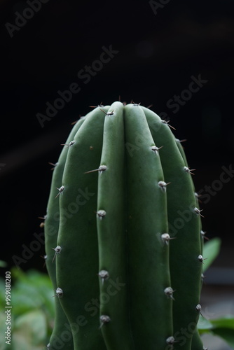 Cactus Plants in Vietnam

Cactus plants, with their unique appearance and resilience, have become increasingly popular as ornamental plants in Vietnam. Known for their ability to thrive in arid condit photo