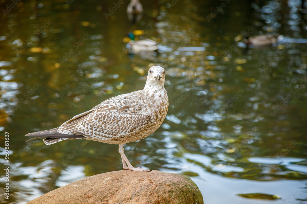 A young gull displaying brown and white feathers stands on a rock by the edge of a pond A young gull displaying brown and white feathers stands on a rock by the edge of a pond