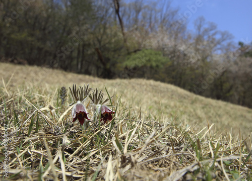 Spring view of red flower buds of pasqueflower(Pulsatilla cernua) against a tomb near Gwangju-si, South Korea  photo