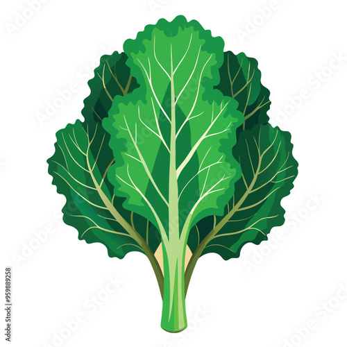 Kale Leaf Vector Illustration