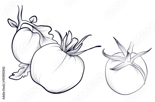 a set of hand-drawn tomatoes vector