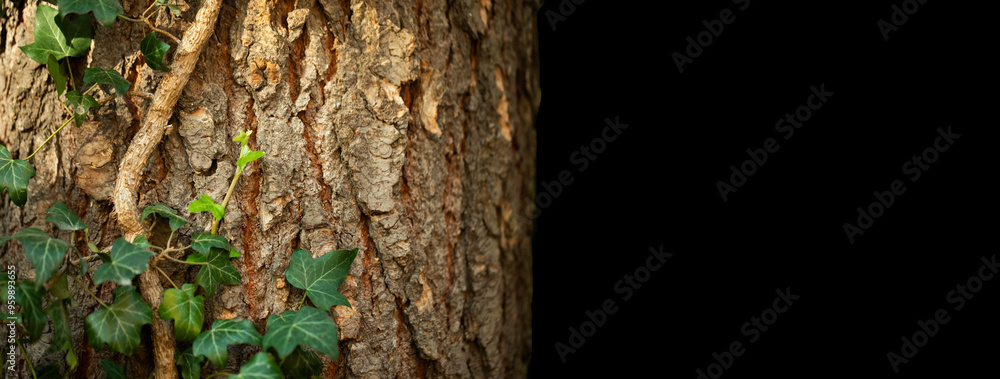 bluszcz pnie się po drzewie dębu, ivy climbs up the oak tree bluszcz pnie się po drzewie dębu, ivy climbs up the oak tree