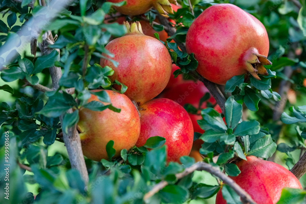Obraz premium Ripe pomegranates fruit hanging on a tree branch in the garden