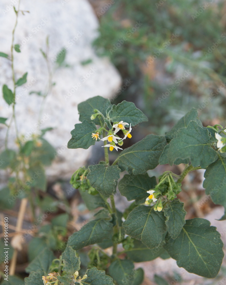 Solanum villosum in bloom, the hairy nightshade, red nightshade or woolly nightshade, is a sprawling annual weed in Europe, western Asia, northern Africa Solanum villosum in bloom, the hairy nightshade, red nightshade or woolly nightshade, is a sprawling annual weed in Europe, western Asia, northern Africa
