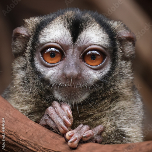 The gray-bellied night monkey (Aotus lemurinus) on tree photo