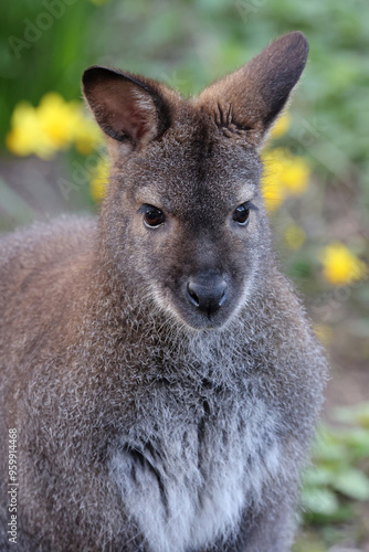 cute Wallaby animal in natural habitat