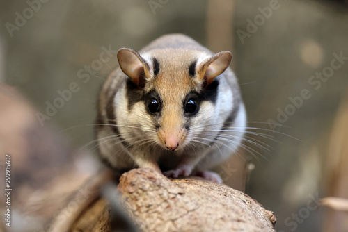 Obraz na płótnie The garden dormouse (Eliomys quercinus) rodent on tree trunk