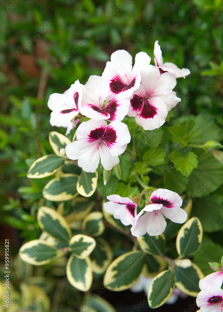 Pelargonium in bloom, fragrant leaves pelargonium with white purple flowers, ornamental, medicinal and repellent plant Pelargonium in bloom, fragrant leaves pelargonium with white purple flowers, ornamental, medicinal and repellent plant