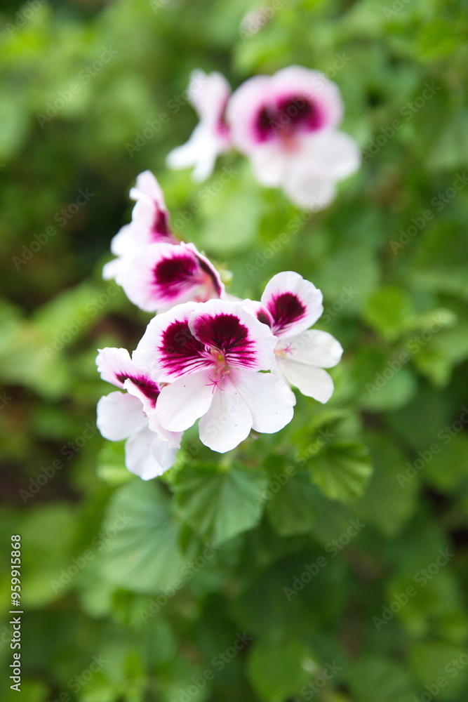 closeup, aromatic plant, in bloom, geranium flower, blooming, african plant, aromatherapy, aromatic, bloom, blossom, bouquet, city plant, decoration, england, essential, flora, floral, flourish, flowe closeup, aromatic plant, in bloom, geranium flower, blooming, african plant, aromatherapy, aromatic, bloom, blossom, bouquet, city plant, decoration, england, essential, flora, floral, flourish, flowe